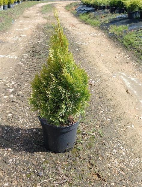 Thuja Occidentalis Golden Esmeralda Flors Catalunya