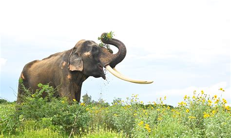 Uk Approves Proposal To Ban Tourist Trips Promoting Elephant Rides