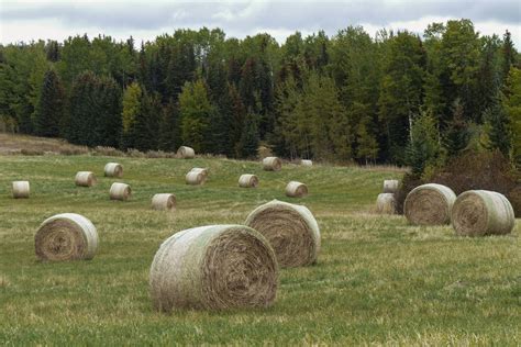 Fotos gratis paisaje naturaleza césped planta heno campo granja