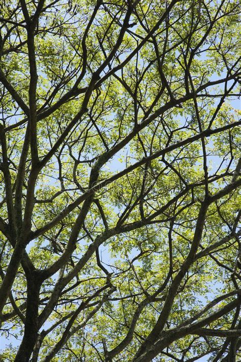 Tree Branches With Green Leaves Against A Blue Sky