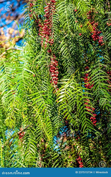 Leaves Of Schinus Molle Or False Pepper Tree Aroeira Salsa In Brazil