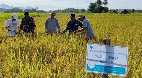 Petani Binaan PT Vale Kembali Panen Beras SRI Organik Teraskabar Id