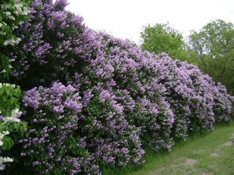 Lilac Bushes Garden Hedges Privacy Plants Shrubs For Landscaping