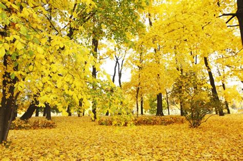 Colorful Foliage In The Autumn Park Background And Picture For Free