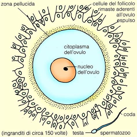 La Riproduzione Umana Mapa Mental