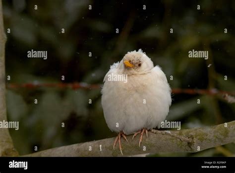 Vogel albino amsel Fotos und Bildmaterial in hoher Auflösung Alamy