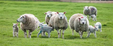 Nsa Events Return To Support The Next Generation Of Uk Sheep Farmers