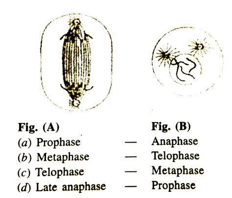 Which Stage Of Cell Division Do The Following Figures A And B Represen