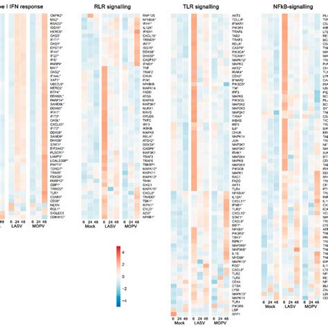 Heatmaps of the gene expression profiles of gene sets related to ...