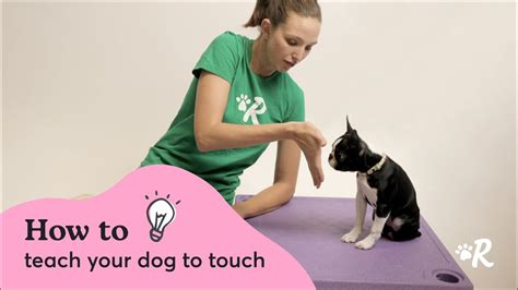 How To Teach Your Dog To Touch Youtube