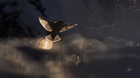 Jaseur Bor Al Bohemian Waxwing Backlit Karim Bouzidi Idrissi Flickr