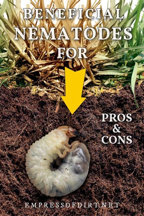 The Problem With Buying Beneficial Nematodes For Grub Control