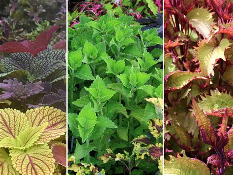 Plant Sun Coleus For Vibrant Summer Color Mississippi State