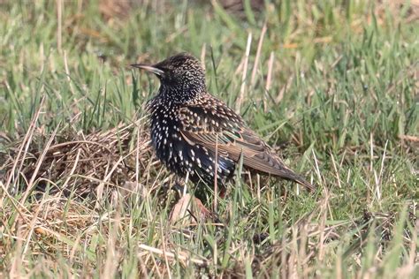 Star Star Sturnus vulgaris c Bernd Müller naturgucker de