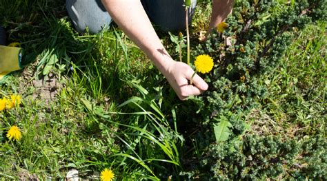 6 Tips For Effectively Managing Weeds In Your Yard The Gardener