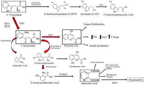 Vaccines Free Full Text The Role Of Indoleamine Dioxygenase In