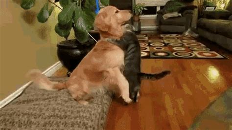 Dog Cat GIF - Dog Cat Kiss - Discover & Share GIFs