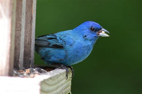 Indigo Bunting — Southern Wisconsin Bird Alliance