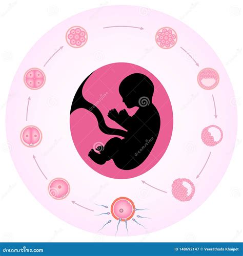 Diagrama De Desenvolvimento Embrionário Ilustração Do Vetor