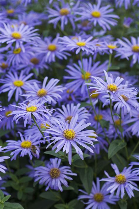 15 Best Summer Flowers Beautiful Flowers That Bloom All Summer