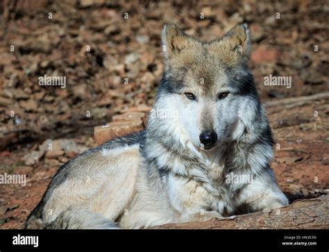 A Mexican Grey Wolf from the Oklahoma City zoo Stock Photo - Alamy