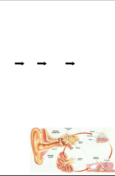 Auditory canal function - atilaposters