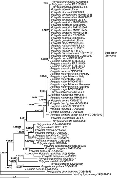 Bayesian Phylogenetic Tree Based On The NrITS Sequence Analysis With