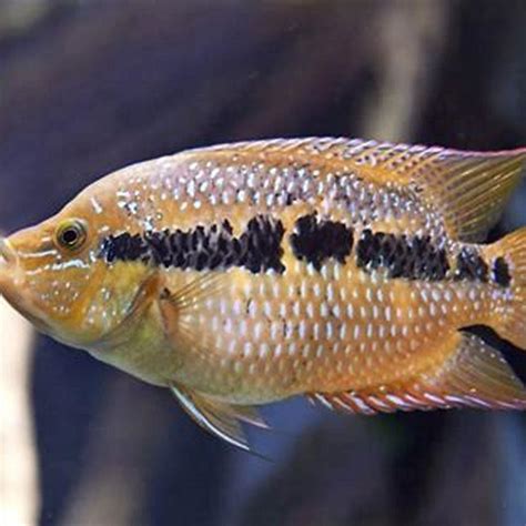 Where Do Salvini Cichlids Come From Diy Seattle