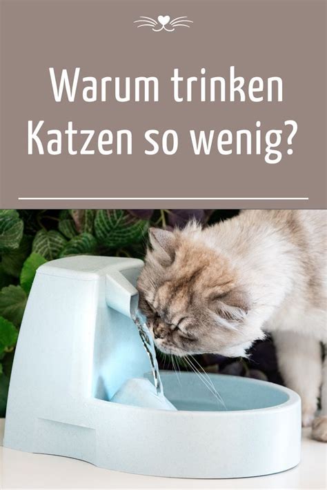 Warum Katzen So Wenig Trinken Einige Katzen M Gen Frisches Wasser