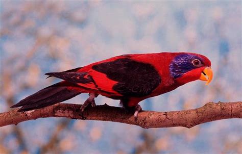 Yuk Kenali 10 Burung Endemik Terunik Di Papua Panduan Bisnis Online