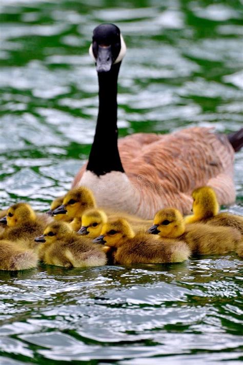 Loonie Baby Learn Swiming stock photo. Image of beak, beautiful - 6348254