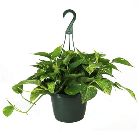 Hanging Golden Pothos