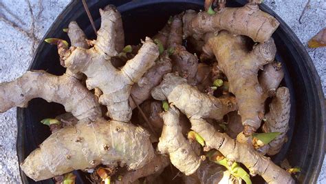 Gu A Completa Del Cultivo Del Jengibre En Maceta Desde La Siembra