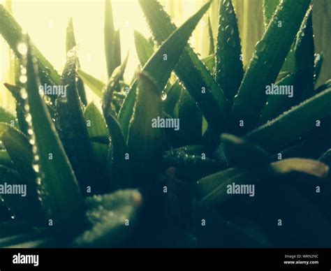 Pianta In Vaso Di Aloe Vera Immagini E Fotografie Stock Ad Alta