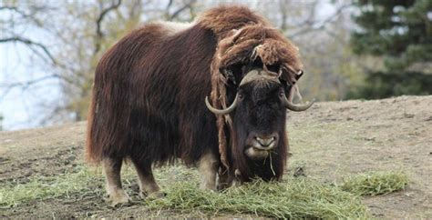 Creature Feature Muskox Assiniboine Park Conservancy