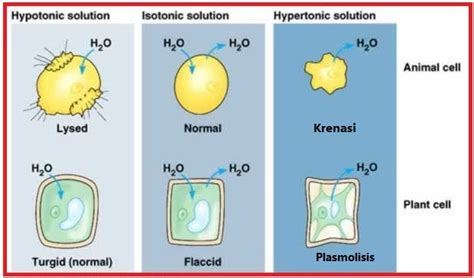 BIOLOGI GONZAGA OSMOSIS KRENASI PLASMOLISIS