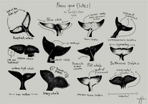 Fluke Chart ID | Ballenas dibujo, Animáles de océano, Fotos de animales ...