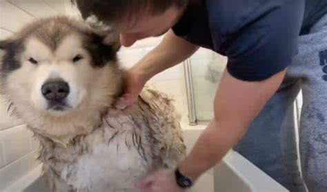 Alaskan Malamute Archives - Dog Grooming Tutorial