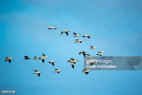 snow goose stock  high res pictures  images getty images