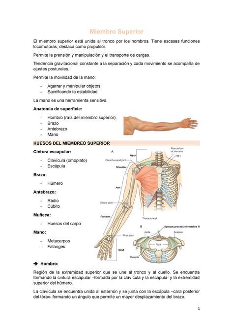 Miembro Superior Miembro Superior El Miembro Superior Est Unida Al