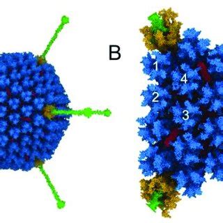 Adenovirus Facet With Modeled Igm C C B And C B A Hadv C Facet