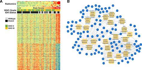 Idh Mutation Specific Radiomic Signature In Lower Grade Gliomas