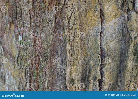 Tree Trunk Detail Texture As Natural Background Bark Tree Texture