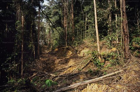 Logging Destruction Of Habitat Indigenous Dayak Nomadic Penan