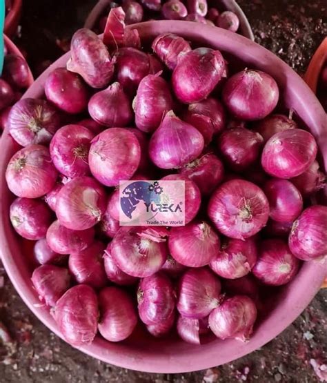 A Grade Maharashtra Yureka Red Onions Mesh Bag Onion Size Available