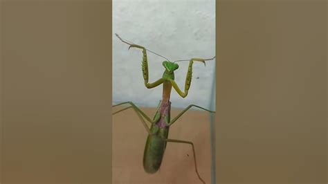 Praying Mantis Feeding Praying Mantises Shorts Youtube