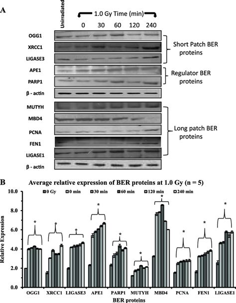 A A Representative Western Blot Of An Individual Showing Download Scientific Diagram