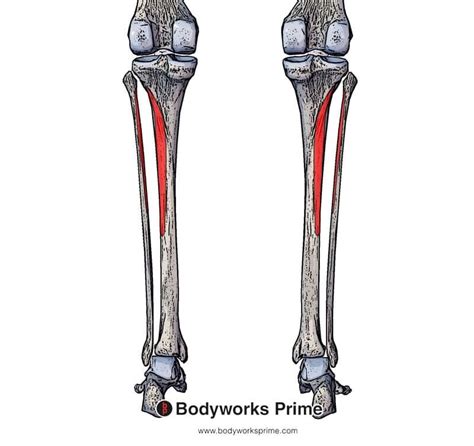 Tibialis Posterior Muscle Anatomy Bodyworks Prime