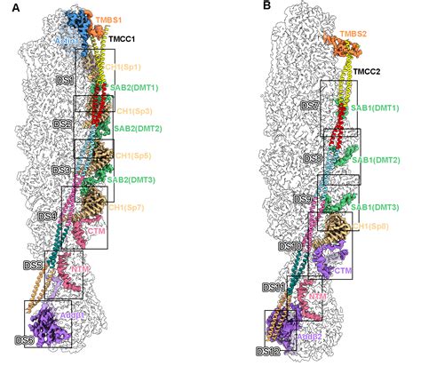 生命科学学院高宁李宁宁团队揭示血红细胞spectrin Actin膜骨架系统的组织规则及结构稳定性的分子基础