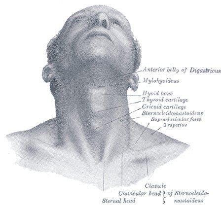 Thyroid Gland Location, Anatomy, Parts and Pictures | Healthhype.com